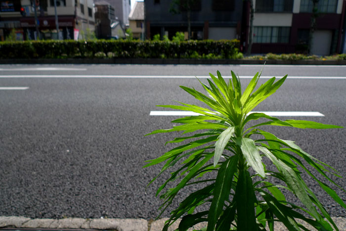 道路に輝く草
