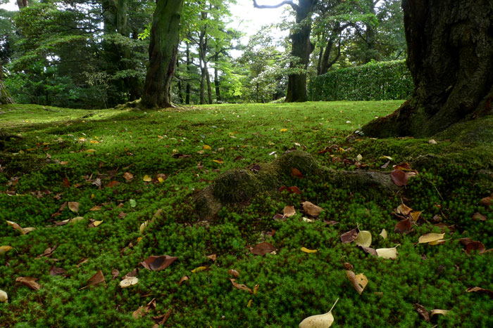兼六園の苔と落ち葉