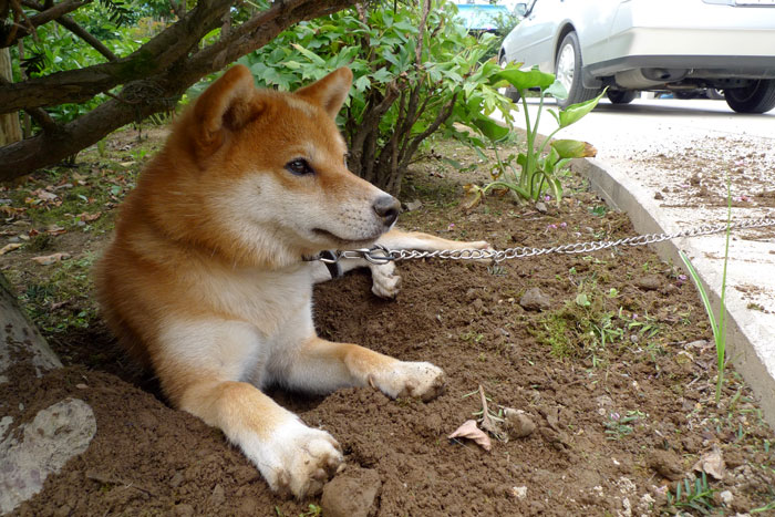 木陰で涼むアルくん