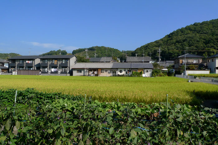 実りの色