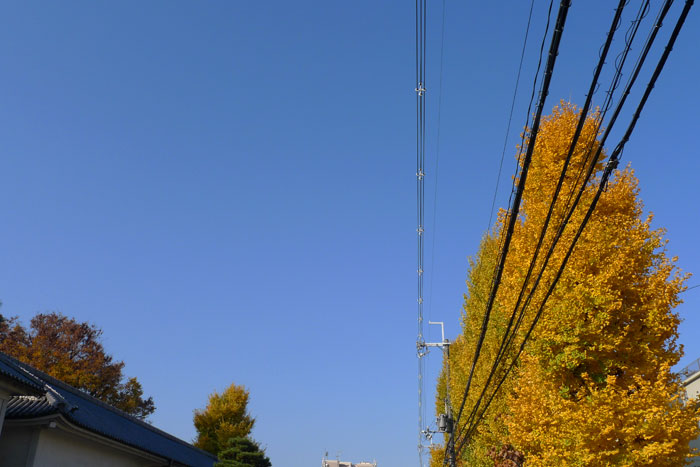 イチョウの通勤路