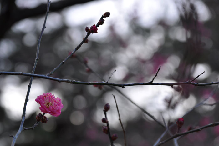 京都御苑 早くも梅の花 京都御苑 早くも梅の花