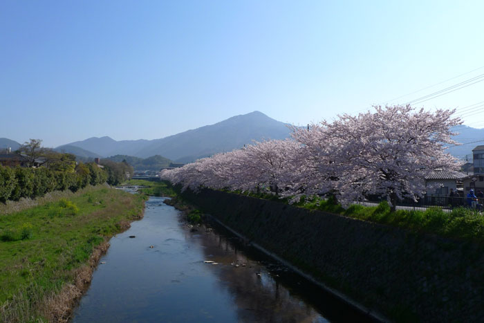 高野川の春