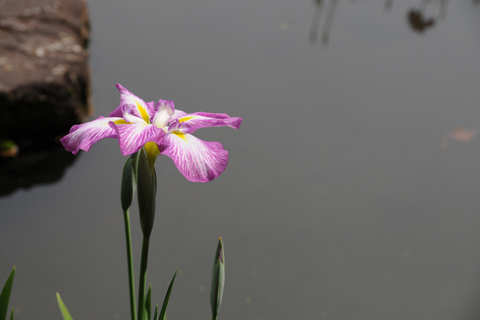 平安神宮の菖蒲 平安神宮の菖蒲