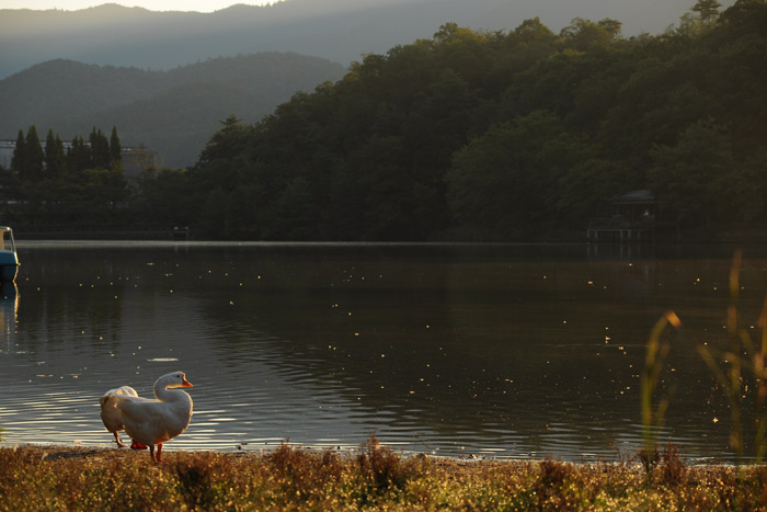 宝ケ池公園の日の出