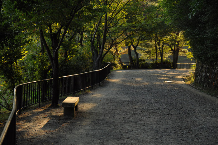 宝ケ池公園の日の出