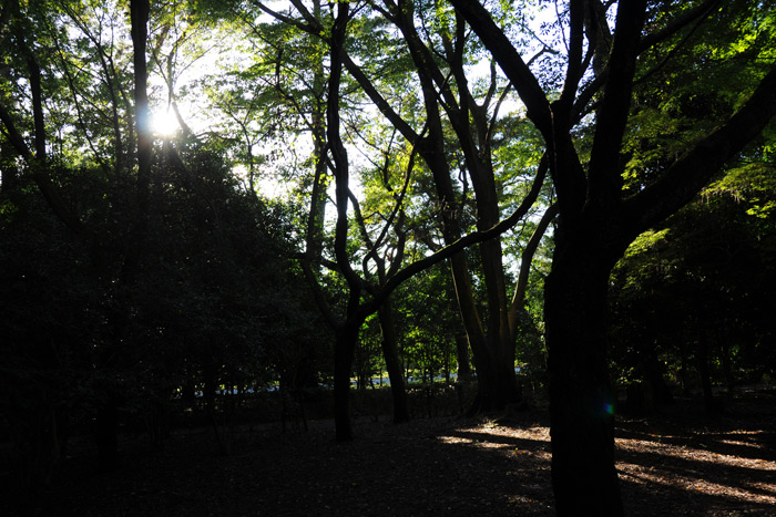 京都御苑 京都御苑