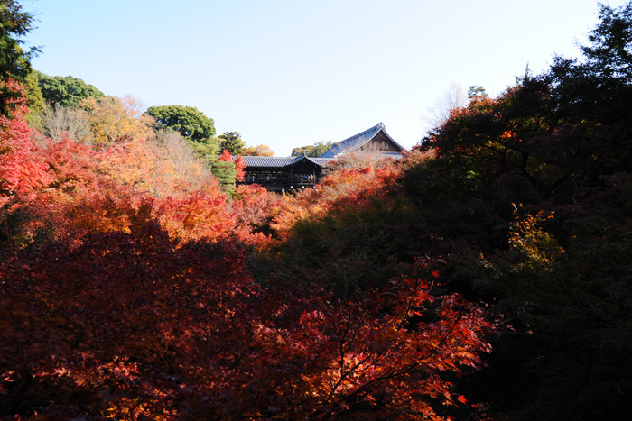 東福寺を見る 東福寺を見る