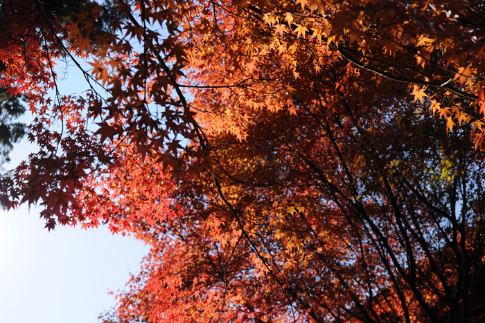 東福寺の紅葉 東福寺の紅葉
