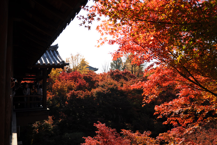 通天橋からの紅葉 通天橋からの紅葉