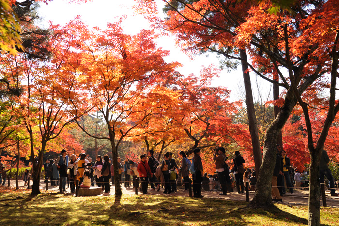 東福寺の紅葉 東福寺の紅葉