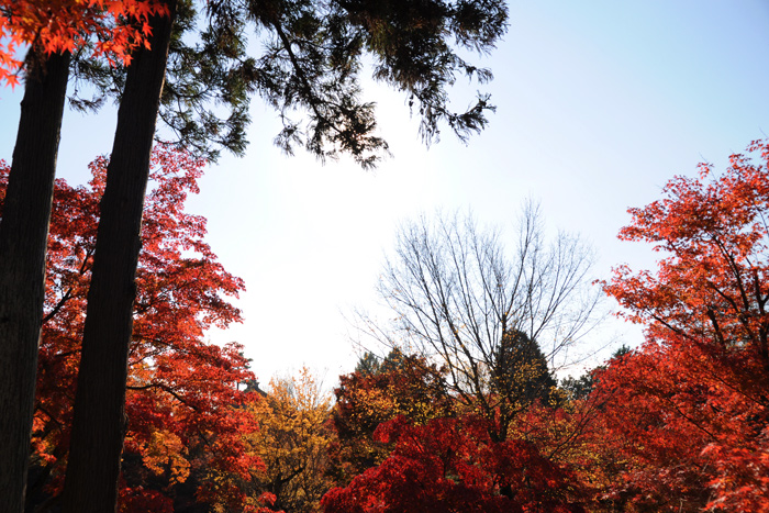 東福寺の紅葉 東福寺の紅葉