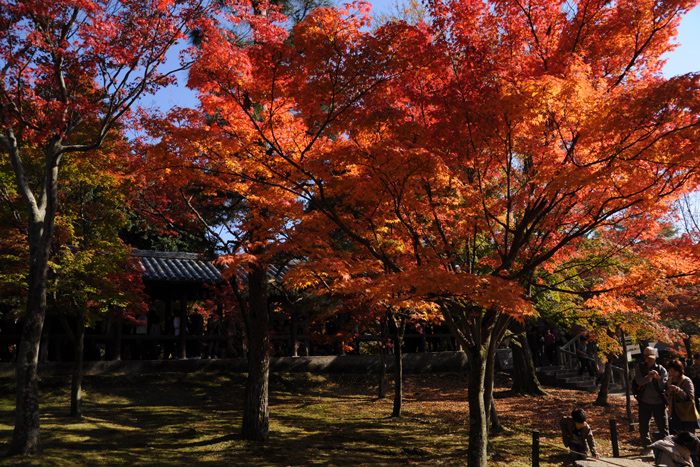 東福寺の紅葉 東福寺の紅葉