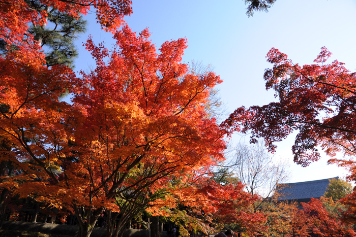 青空と紅葉 青空と紅葉