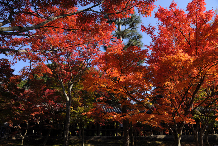 青空と紅葉 青空と紅葉