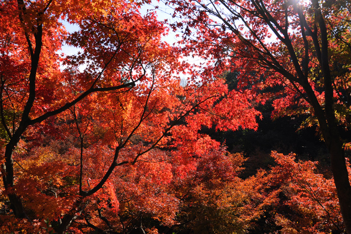 東福寺の紅葉 東福寺の紅葉