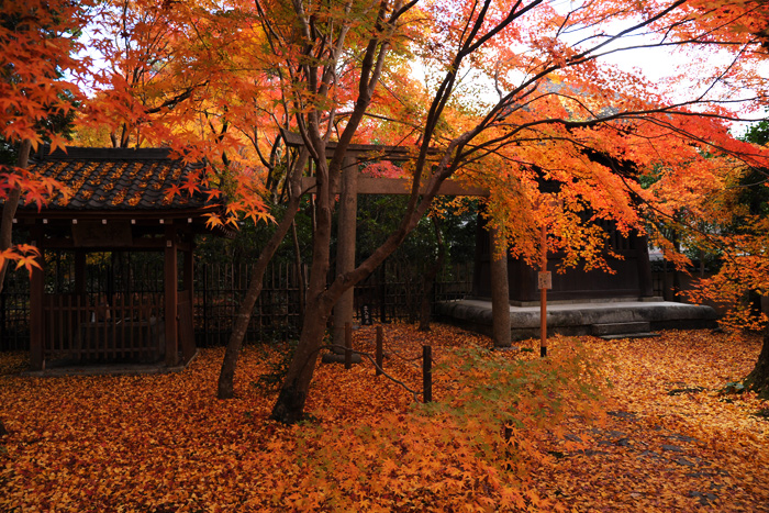 紅葉の蓮華寺 紅葉の蓮華寺