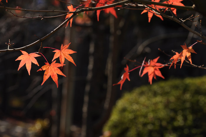 最後の紅葉 最後の紅葉