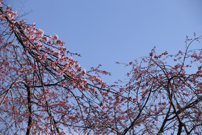 河川敷の桜
