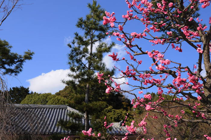 智積院の梅