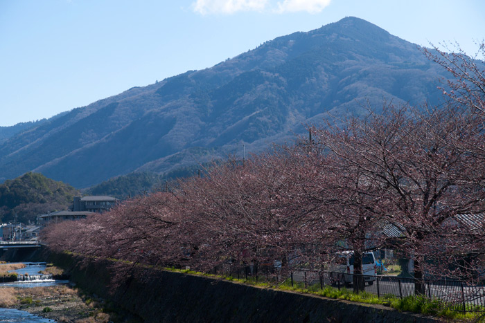 高野川の桜