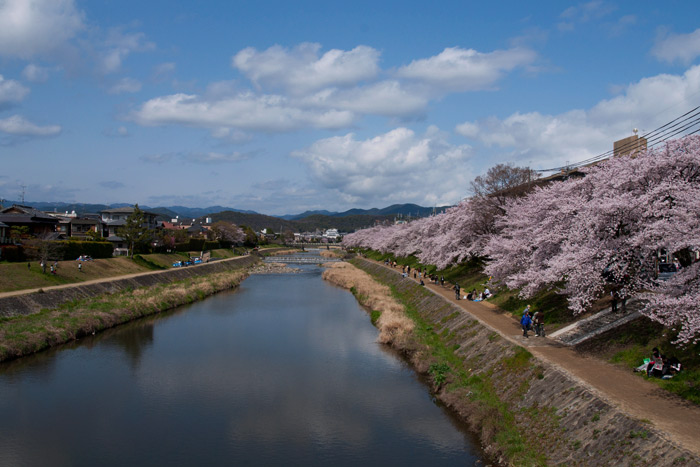 高野川の桜