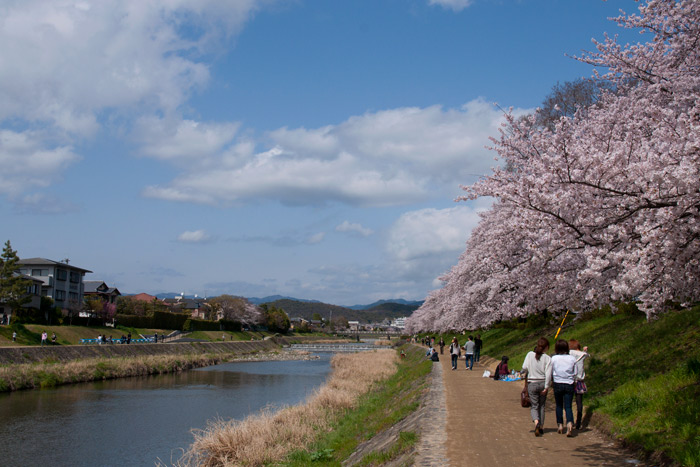 高野川の桜