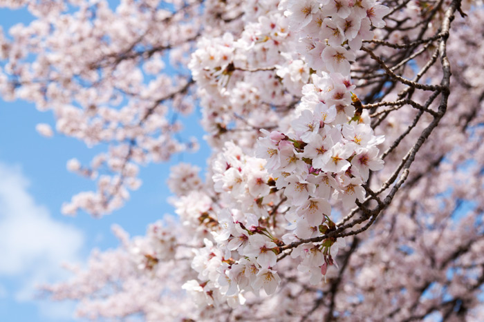 満開の桜