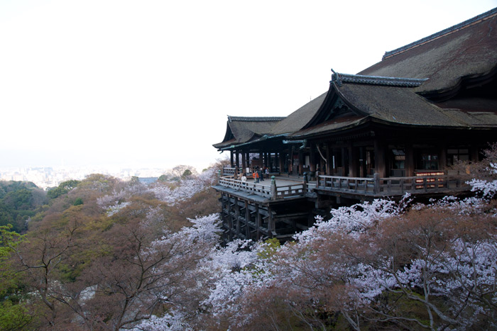桜の清水寺