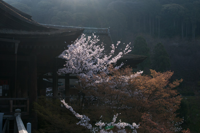 桜の清水寺