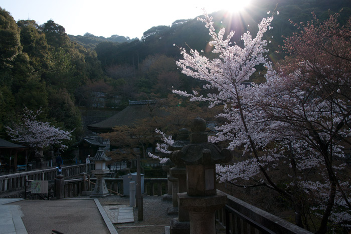 桜と朝日の清水寺