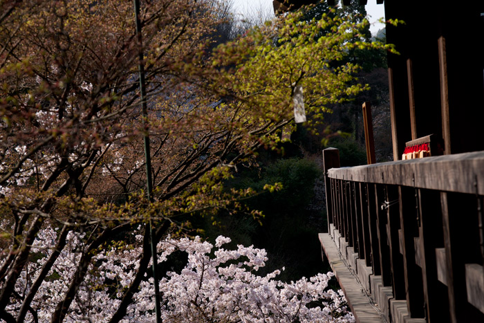 桜と朝日の清水寺