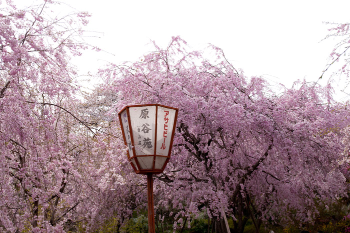 原谷苑の桜