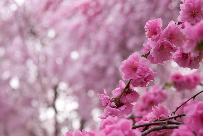 原谷苑の桜