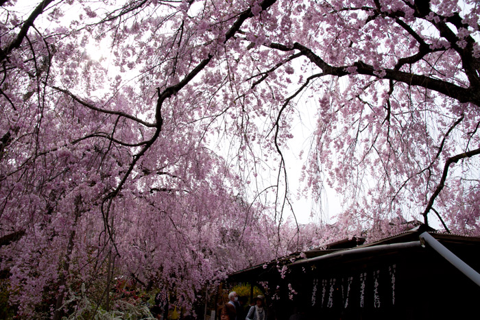 原谷苑の桜