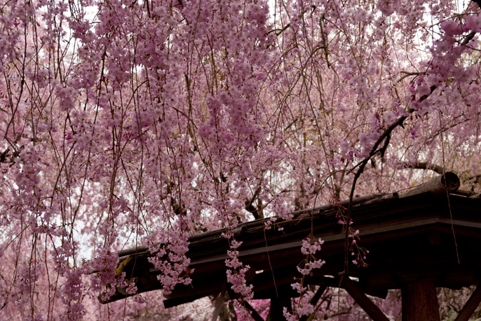 原谷苑の桜