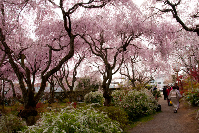 原谷苑の桜
