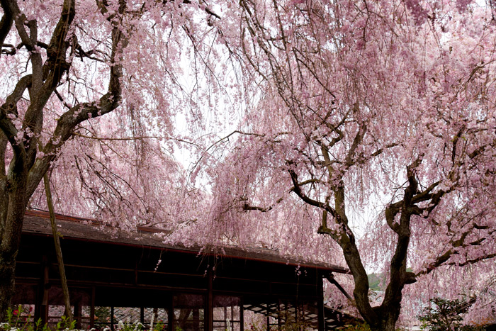 原谷苑の桜
