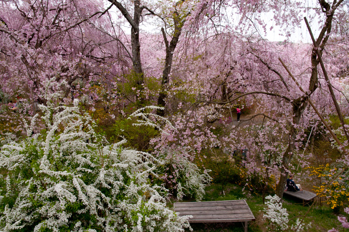 原谷苑の桜