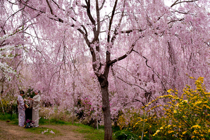 原谷苑の桜