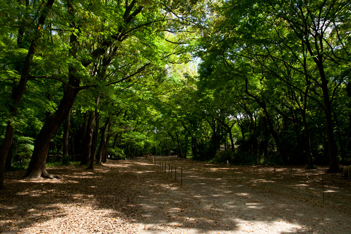 新緑の糺の森