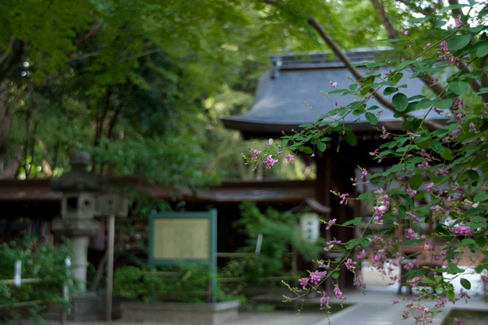 梨木神社の萩