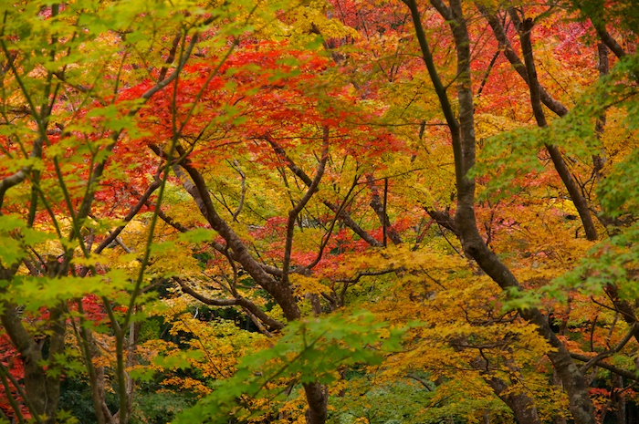 紅葉の圓光寺