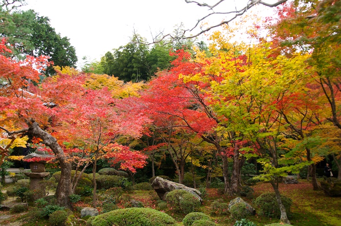 紅葉の圓光寺