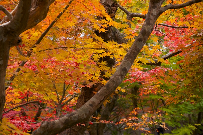 紅葉の圓光寺