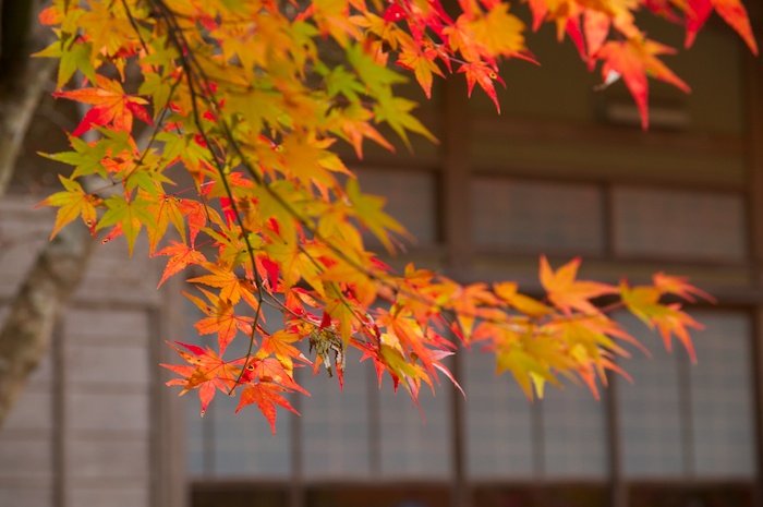 紅葉の圓光寺
