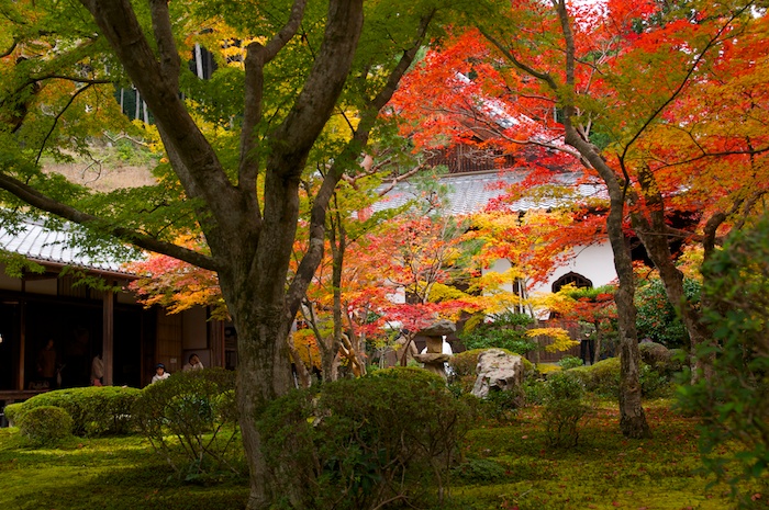 紅葉の圓光寺