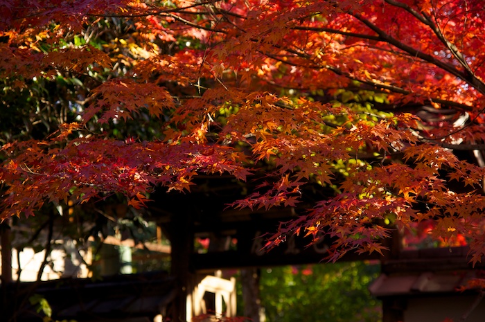 紅葉の金福寺