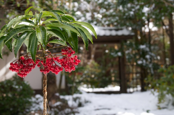 雪景色の蓮華寺