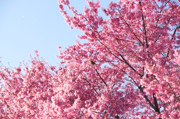 長徳寺 おかめ桜